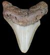 Bargain, Megalodon Tooth - North Carolina #48917-1